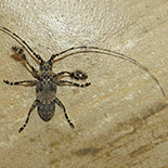 Lasiopezus nigromaculatus